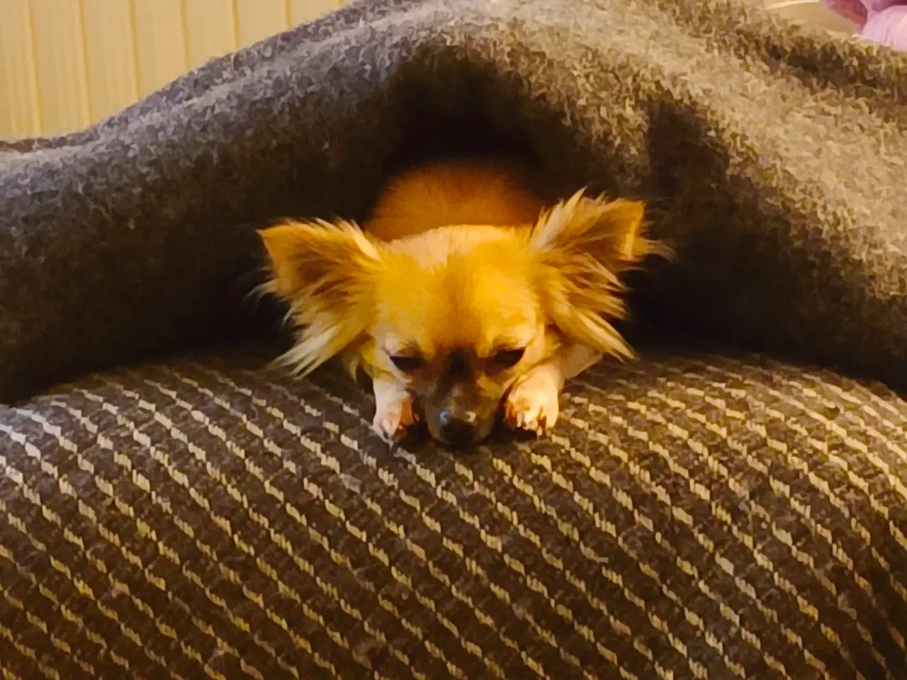 Billede 1 - Avlstjeneste Chihuahua søges