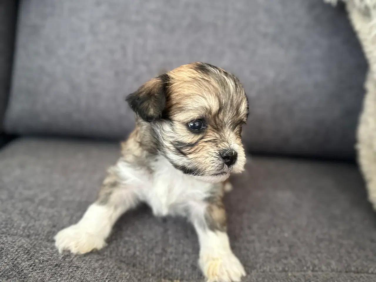 Billede 19 - Lhasa apso hvalpe