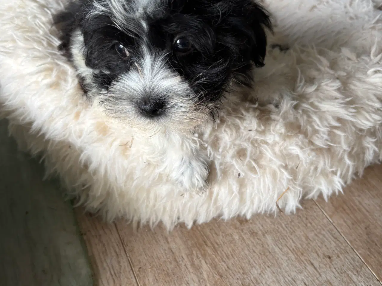 Billede 1 - Allergivenlig -mini/ micro Yorkie mix