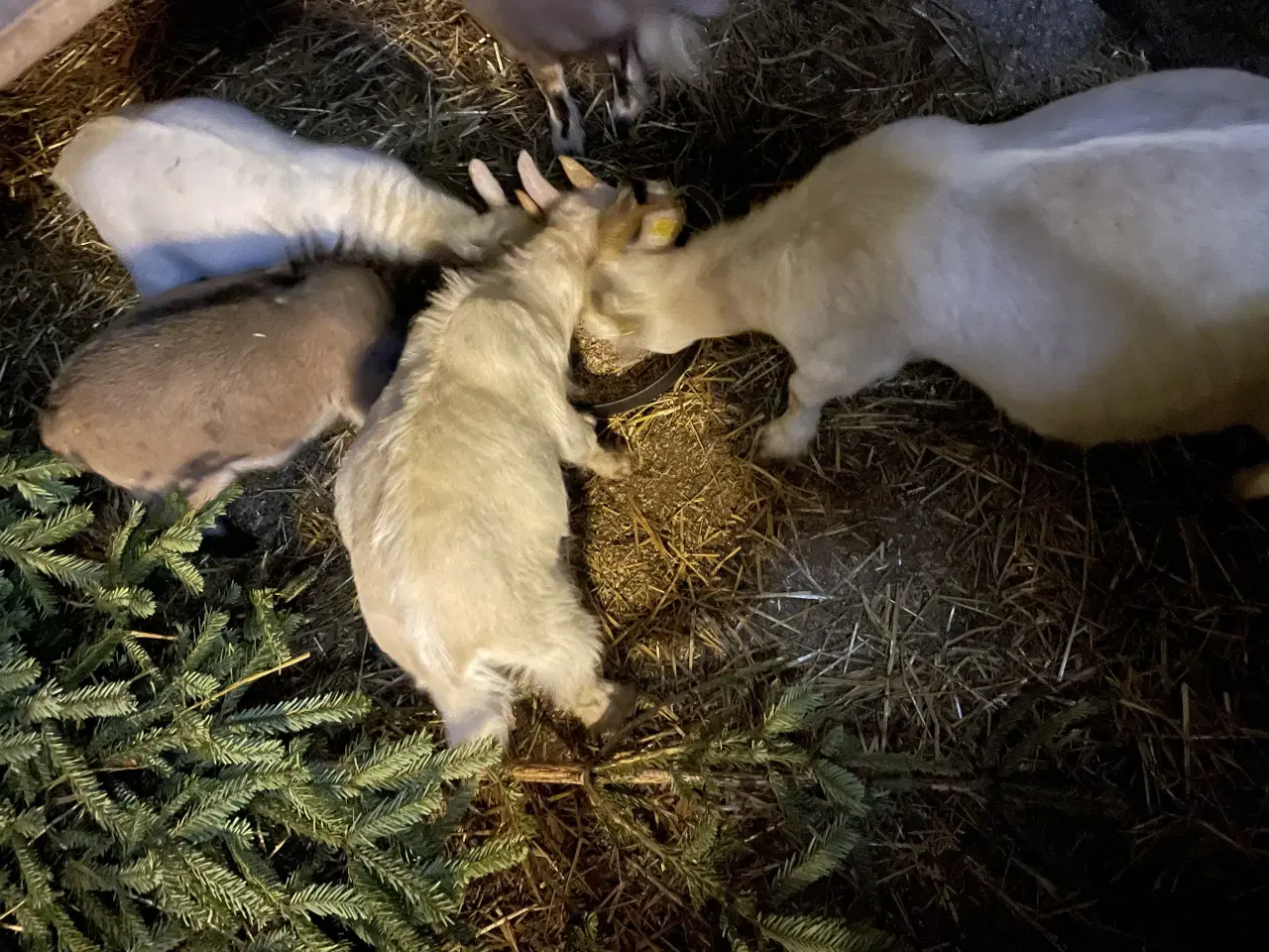 Billede 2 - Dværggede bukke kid 