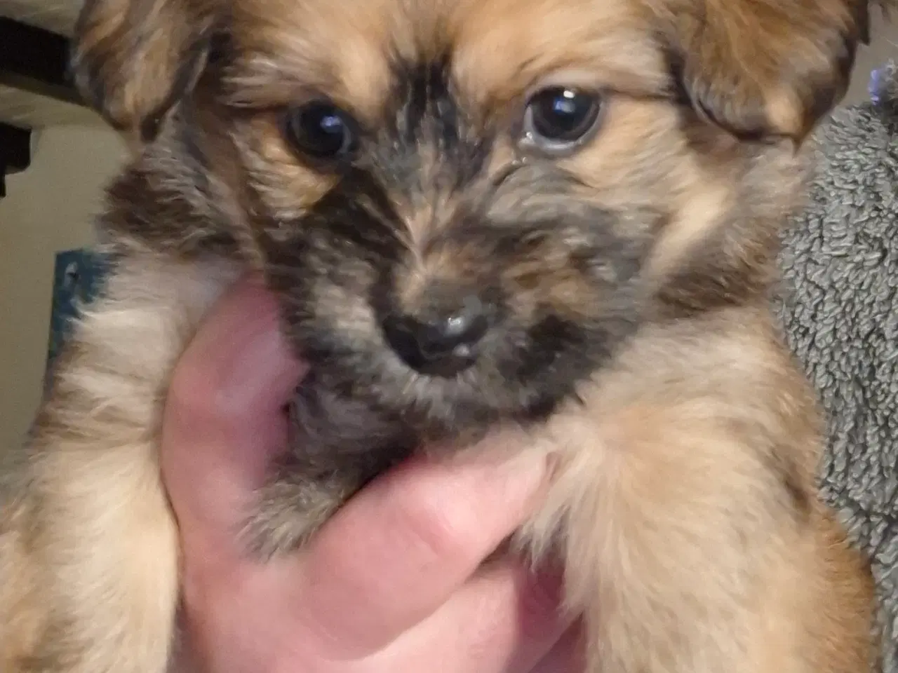 Billede 8 - 2 små prinsesser søger nye madskåle