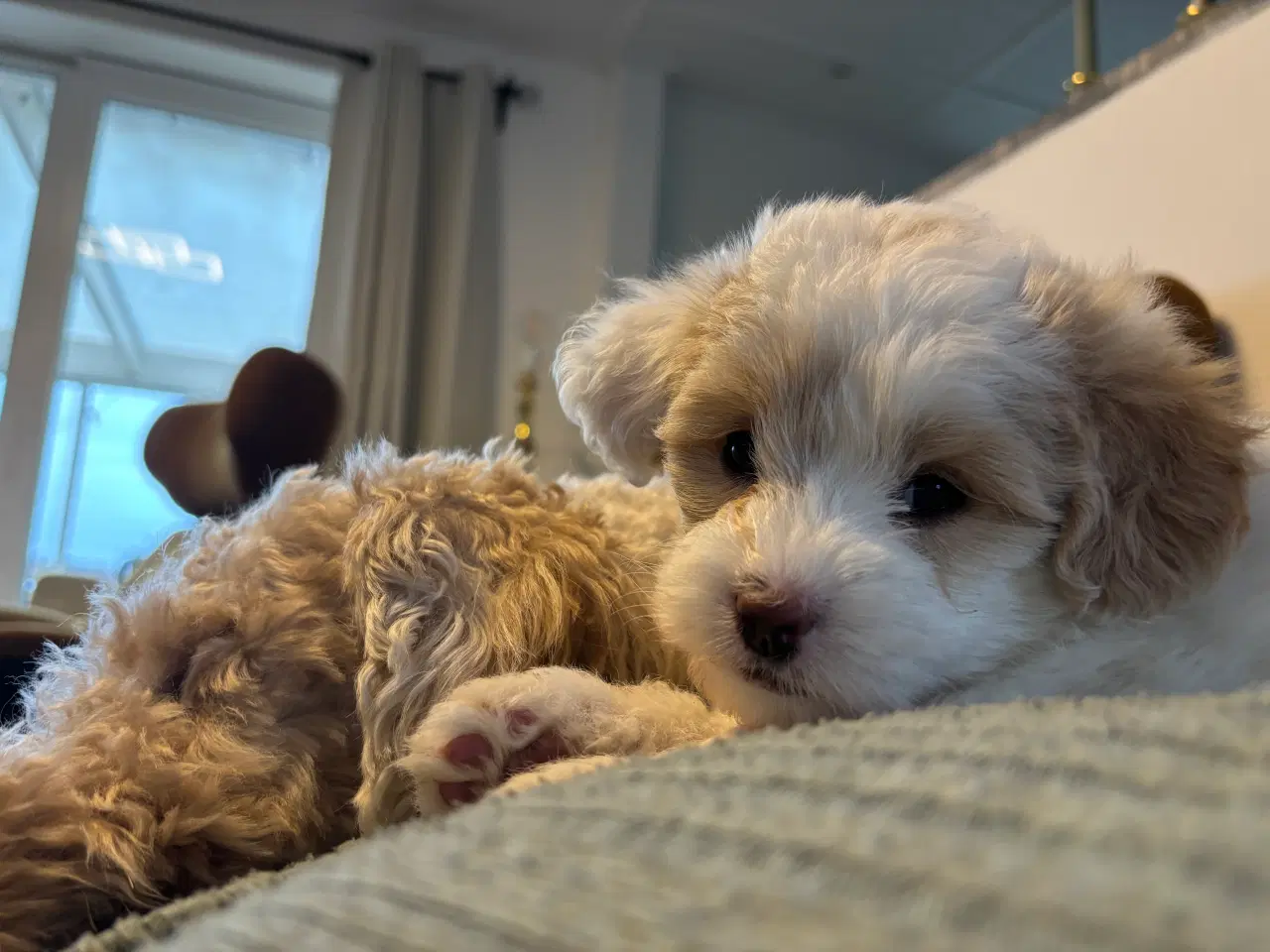 Billede 2 - Cottonpoo eller potton hvalpe