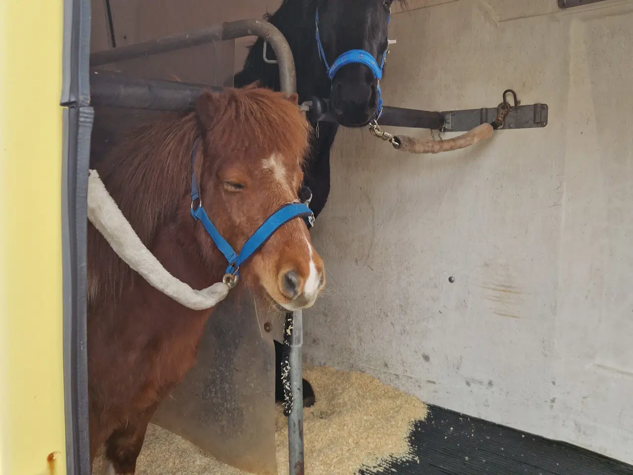 Billede 8 - Fell pony hingst