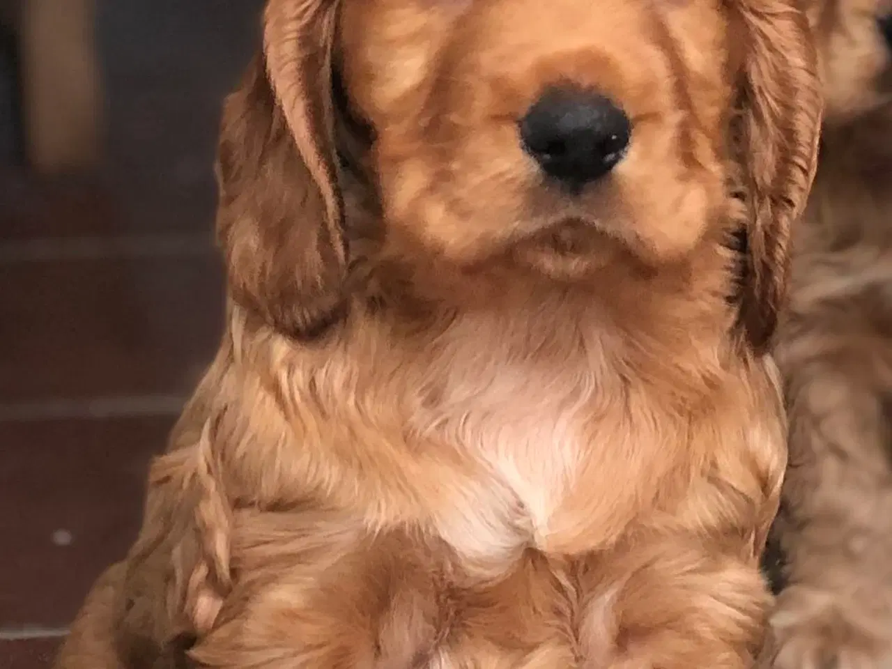 Billede 14 - Engelsk Cocker spaniel