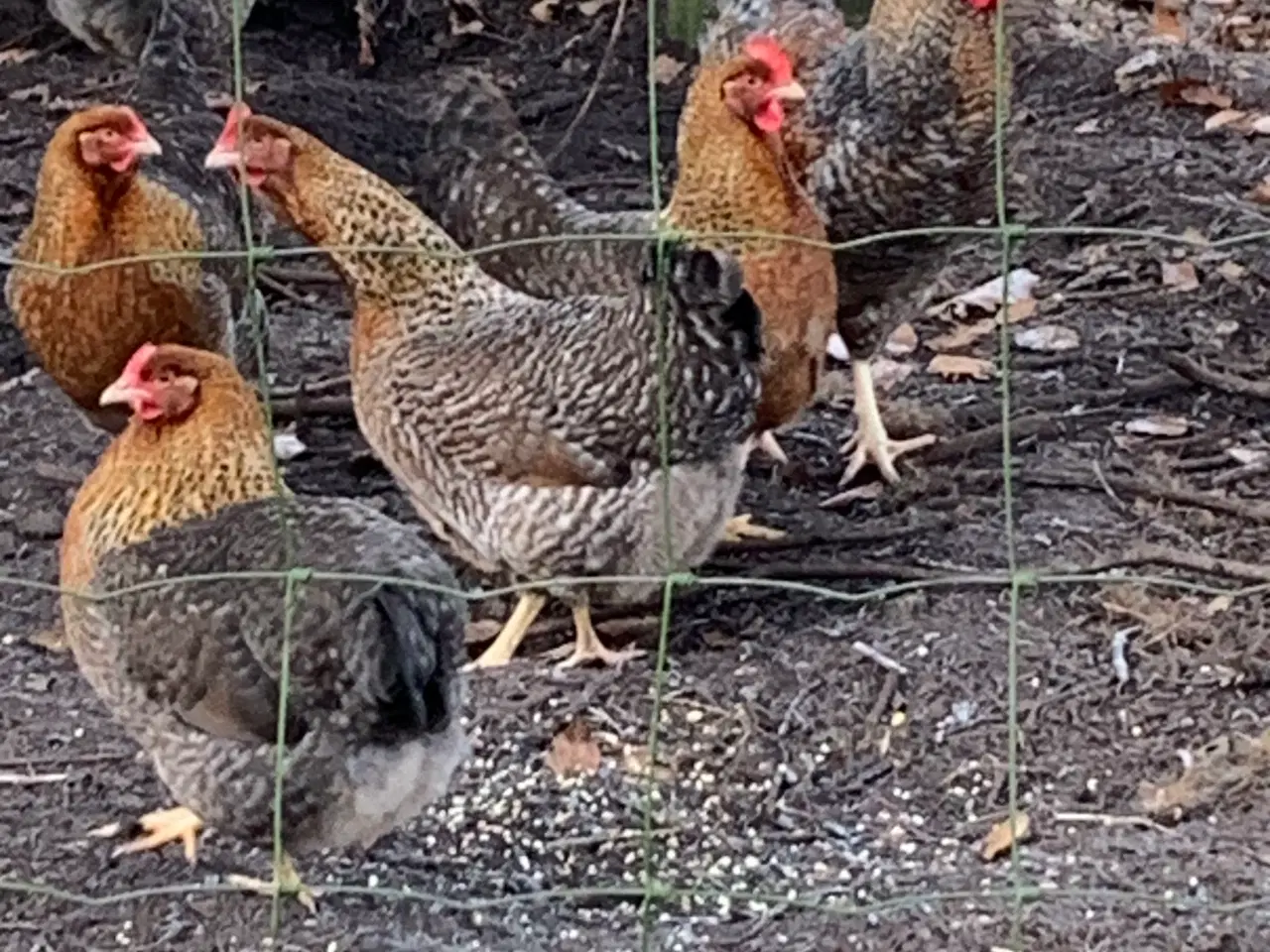 Billede 2 - Rugeæg af Bielefelder 