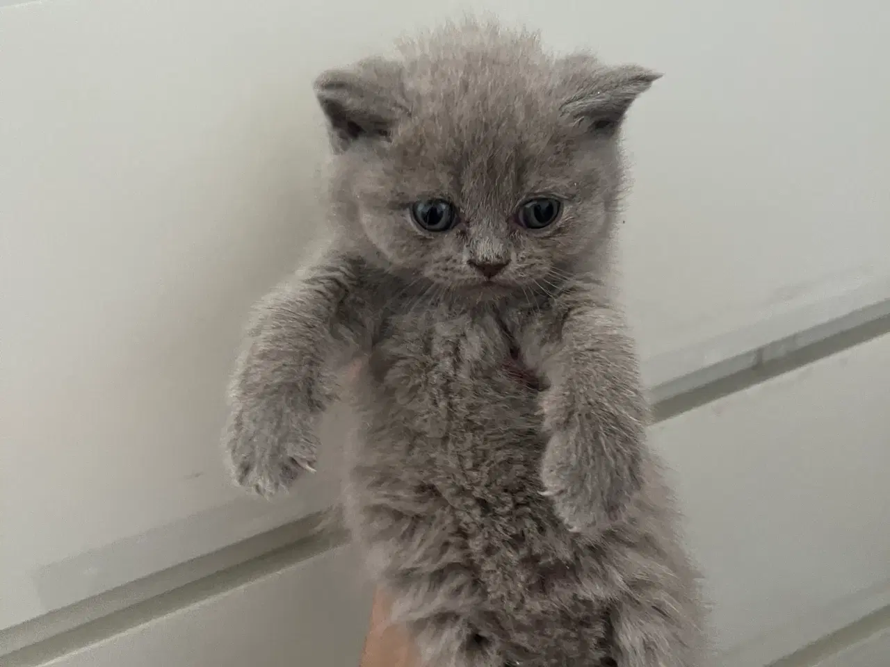 Billede 4 - British shorthair killinger