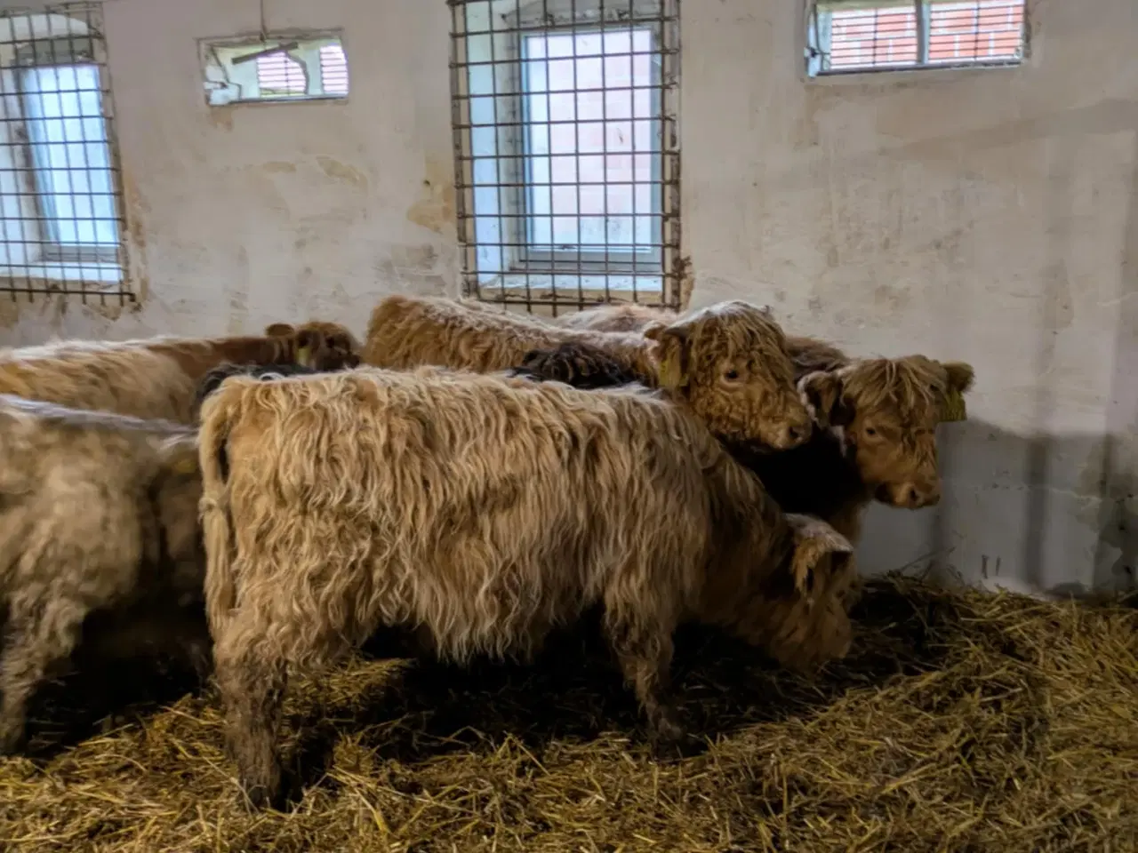 Billede 1 - Skotsk højlandskvæg til salg – 8 stk.