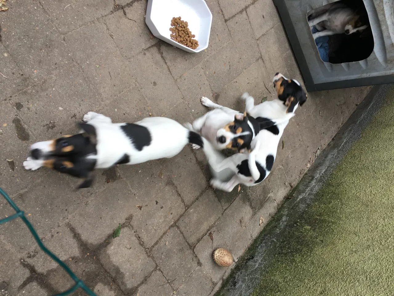 Billede 7 - Dansk Svensk Gårdhundehvalpe-