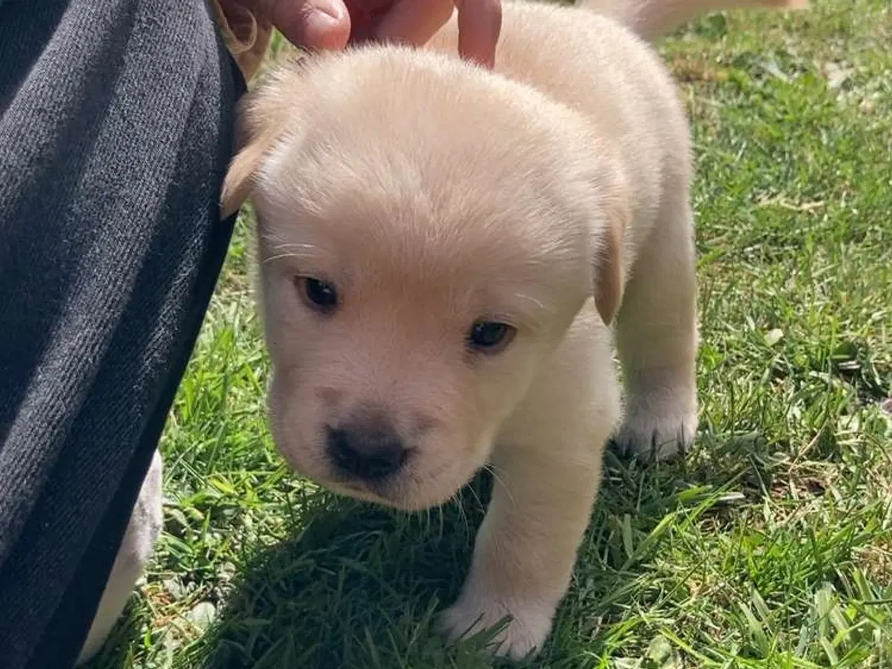 Billede 2 - Blandings Hvalpe 3/4 labrador 1/4 chow chow