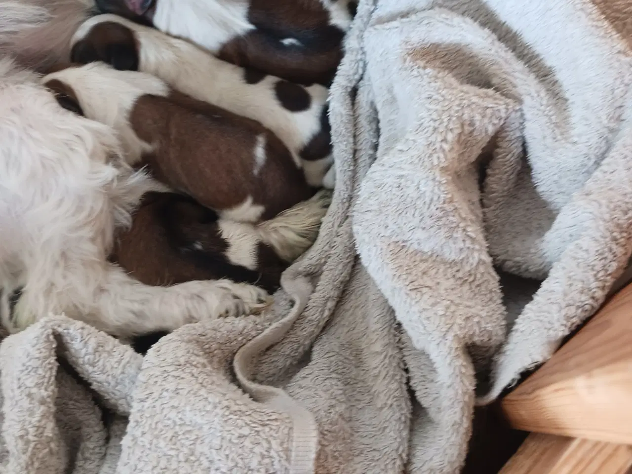 Billede 6 - Lhasa apso/sitzu 