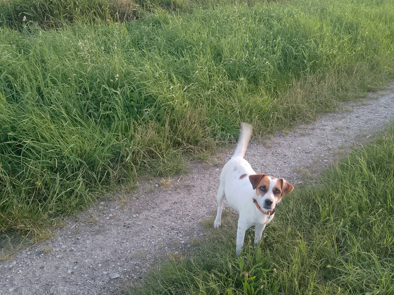 Billede 5 - Dansk-svensk gårdhund