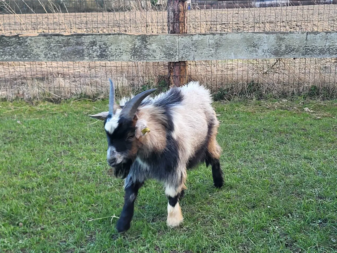 Billede 2 - Små dværggeder