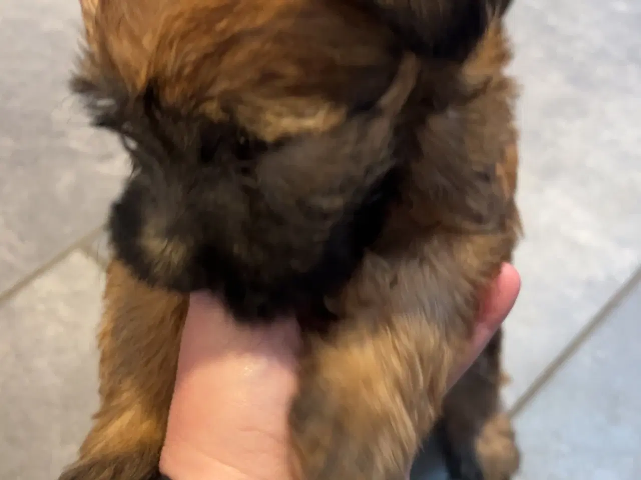 Billede 9 - Irish softcoated Wheaten terrier