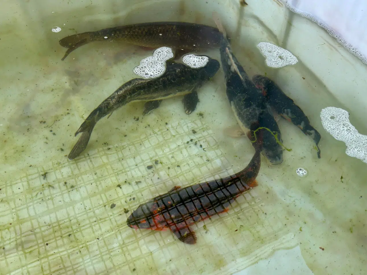 Billede 1 - 5 koikarper BILLIGT!