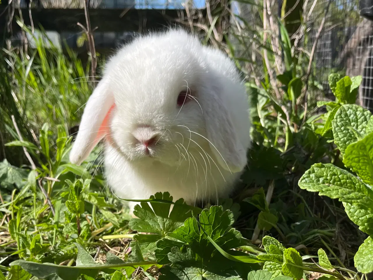 Billede 5 - Minilop han 