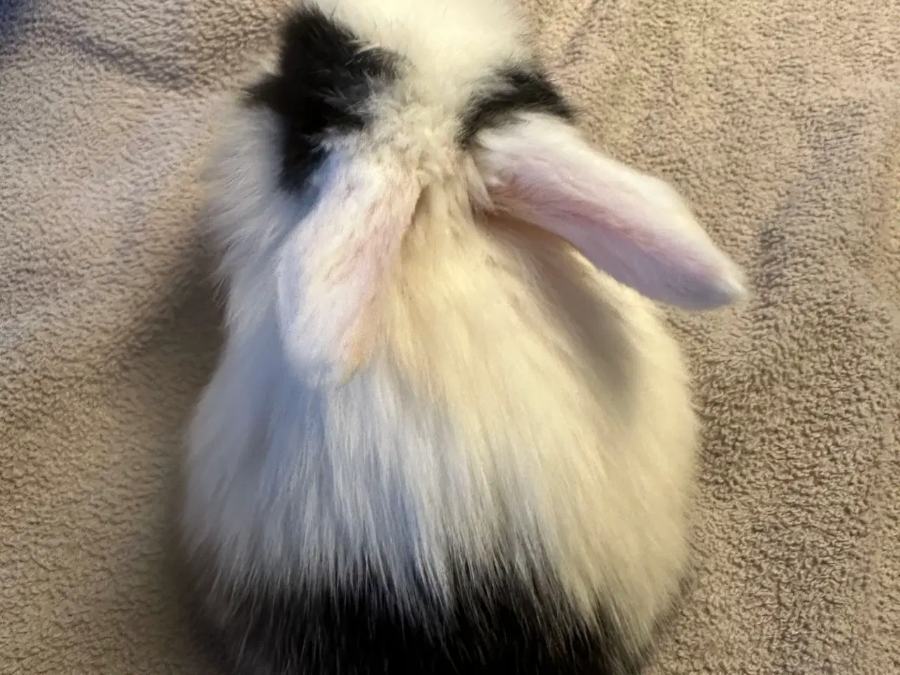 Billede 9 - Minilop kaninunger