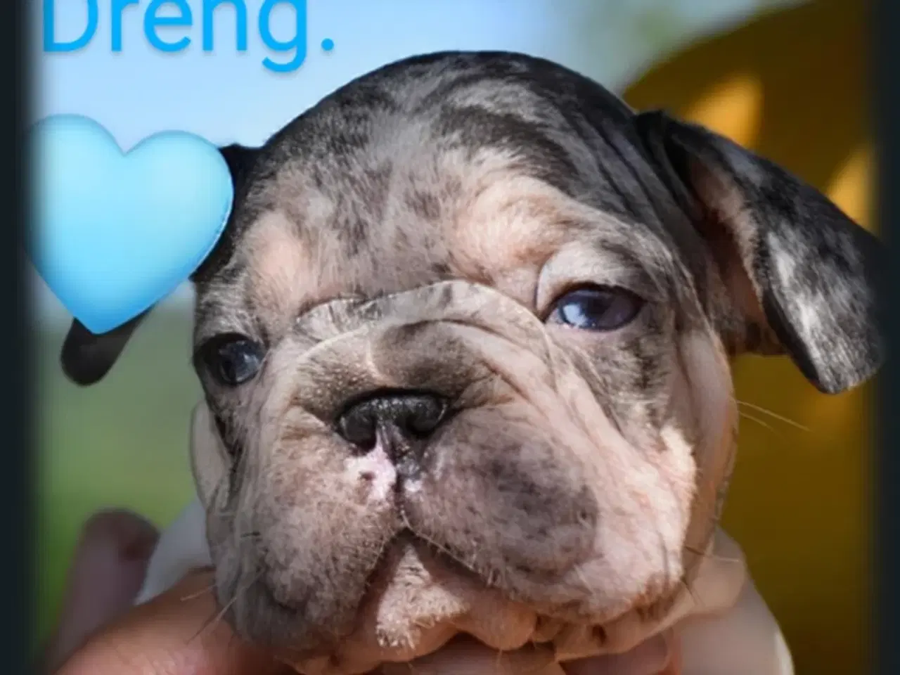 Billede 4 - Fransk bulldog 