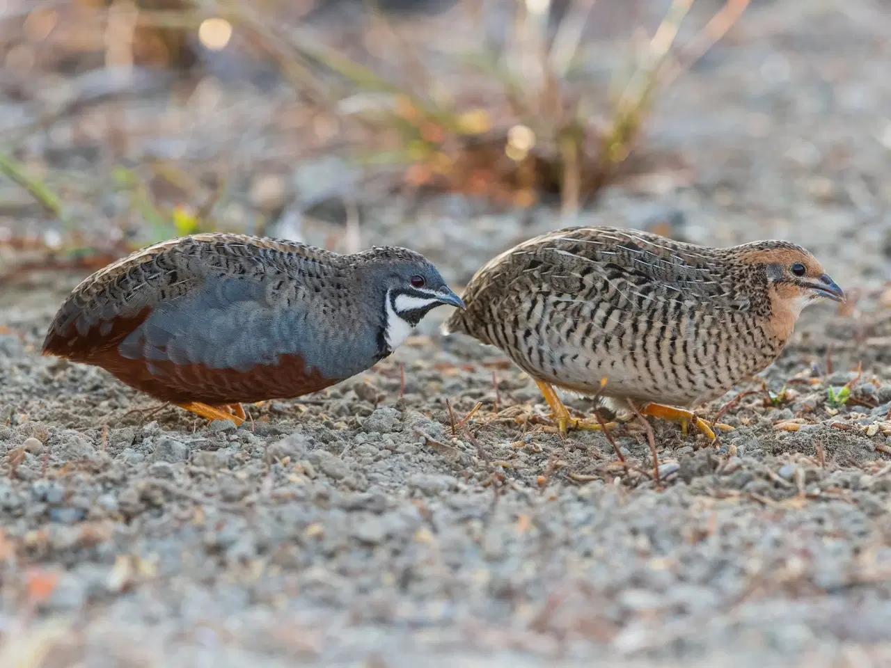 Billede 1 - Kinesiske dværgvagtler 