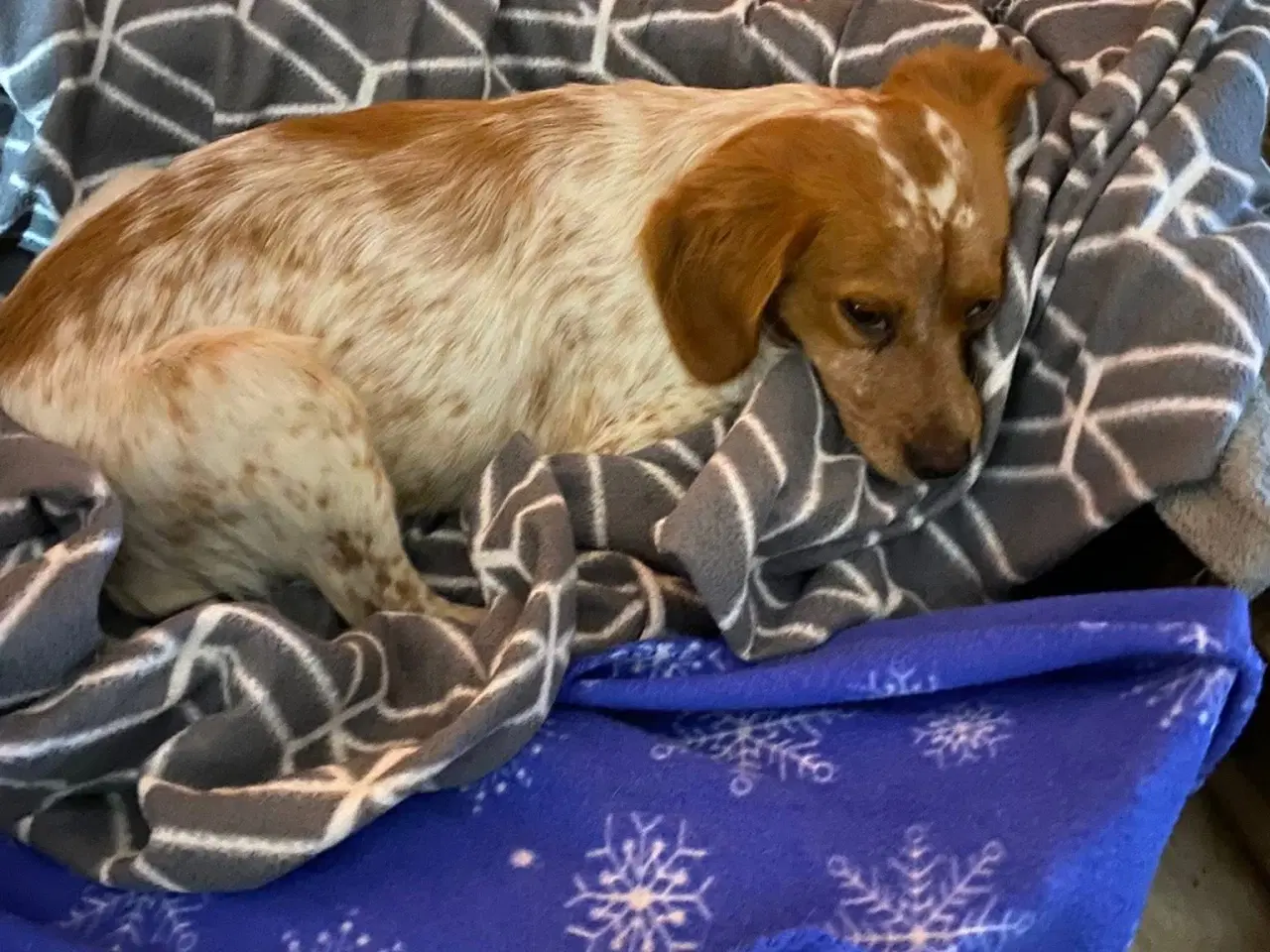 Billede 3 - Amy søger et trygt hjem