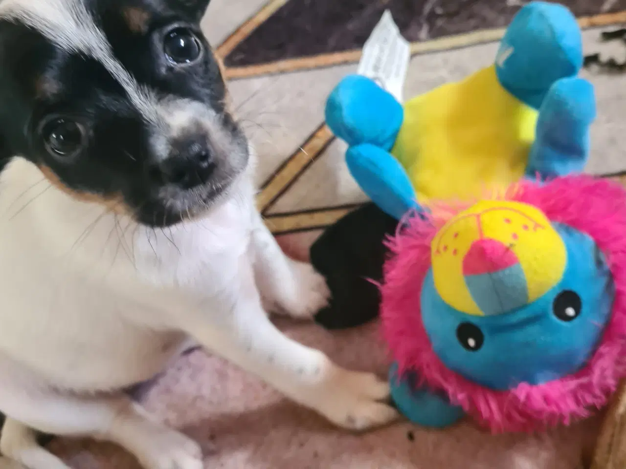 Billede 2 - Jack russel 