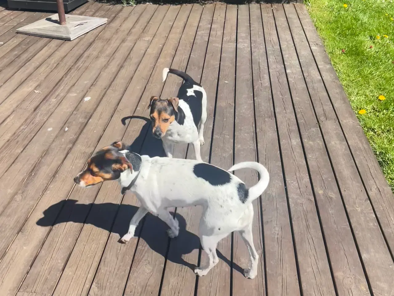 Billede 8 - Dansk-Svensk Gårdhund - hvalpe sælges 