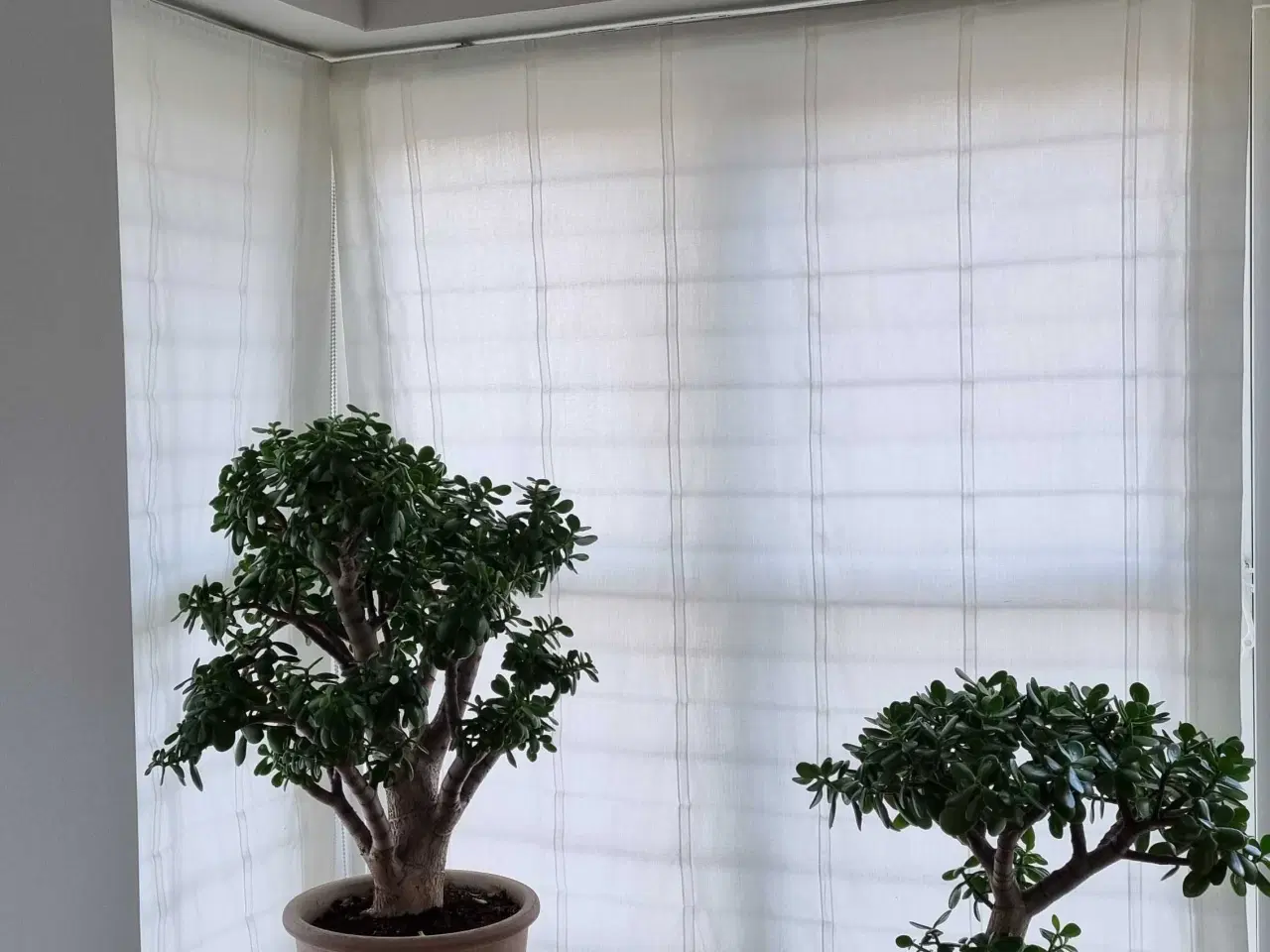 Billede 2 - Foldegardiner, hvid flagdug