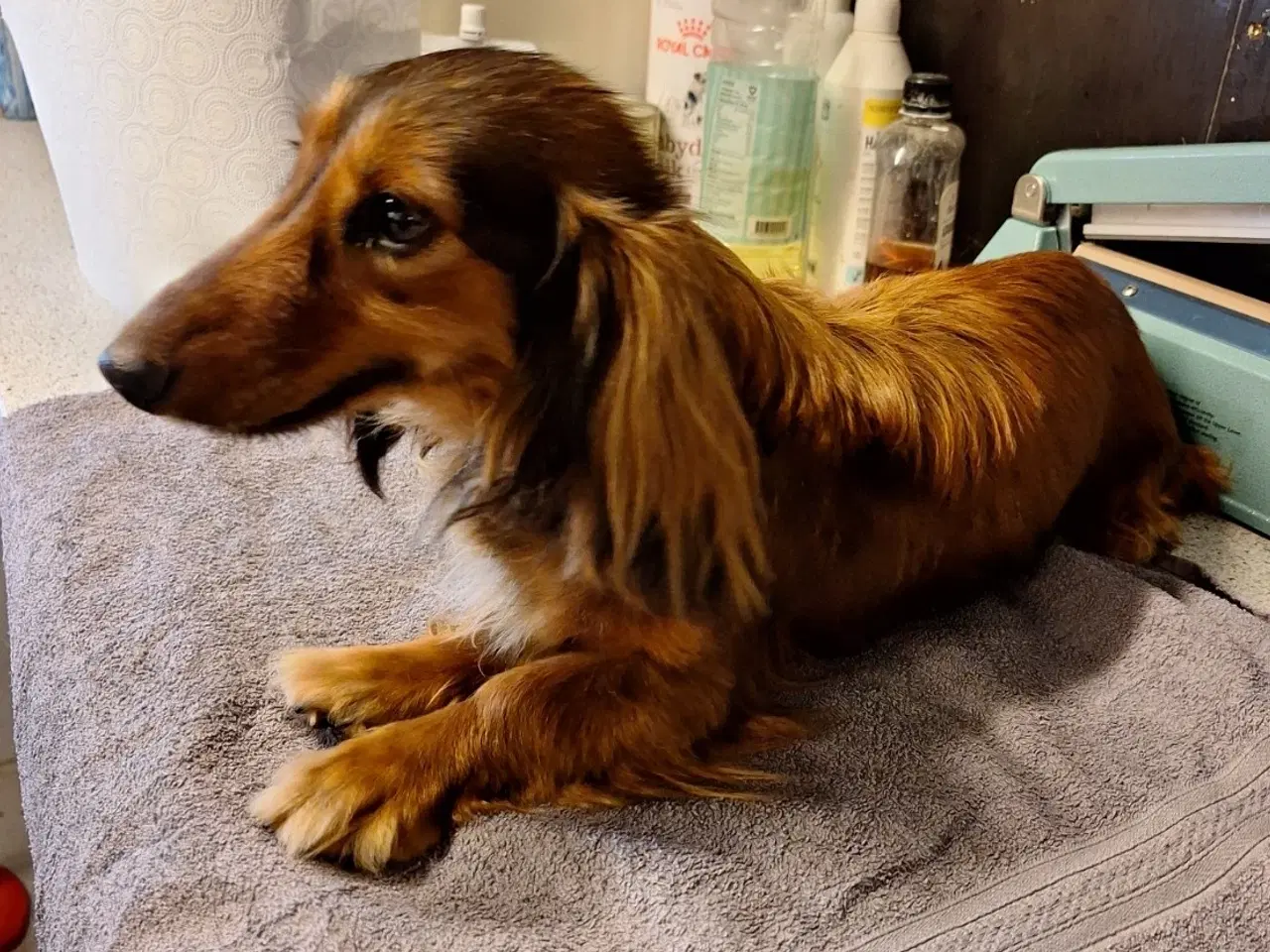 Billede 9 - Langhåret Gravhunde-hvalpe