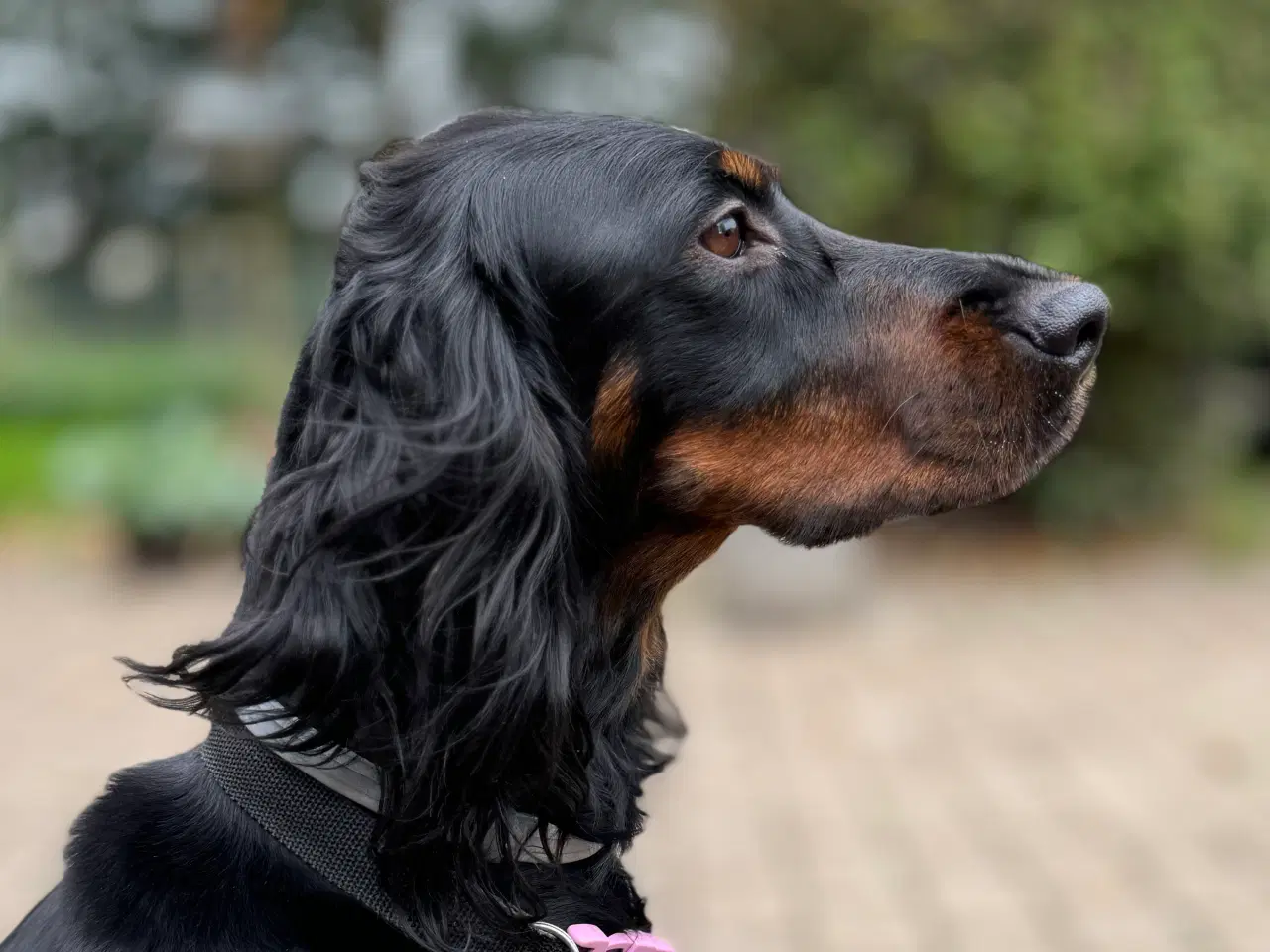 Billede 6 - Setter Doodle tæve hvalp på 7 uger