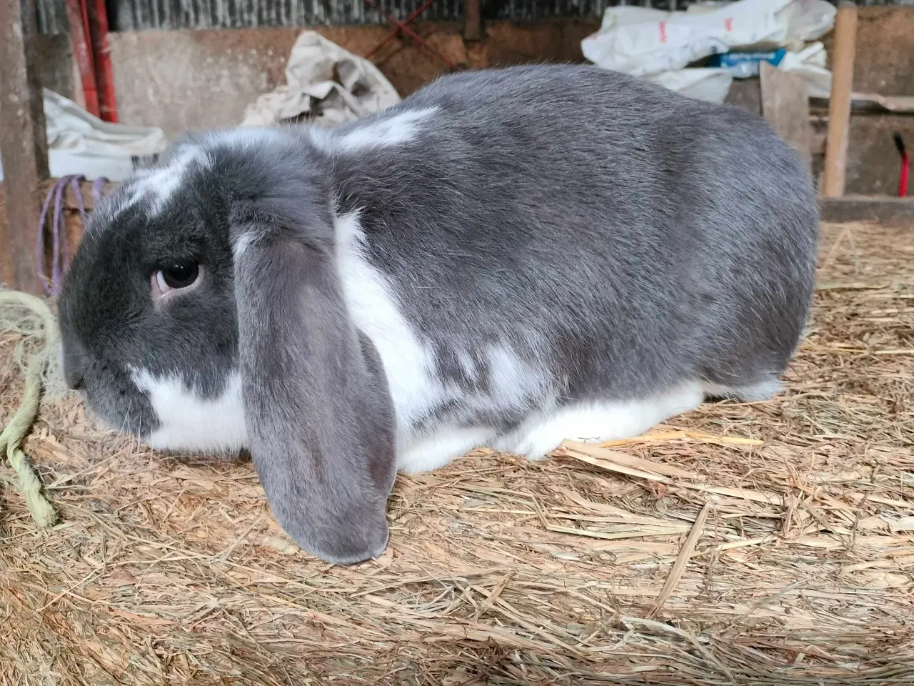 Billede 1 - Fransk vædder 