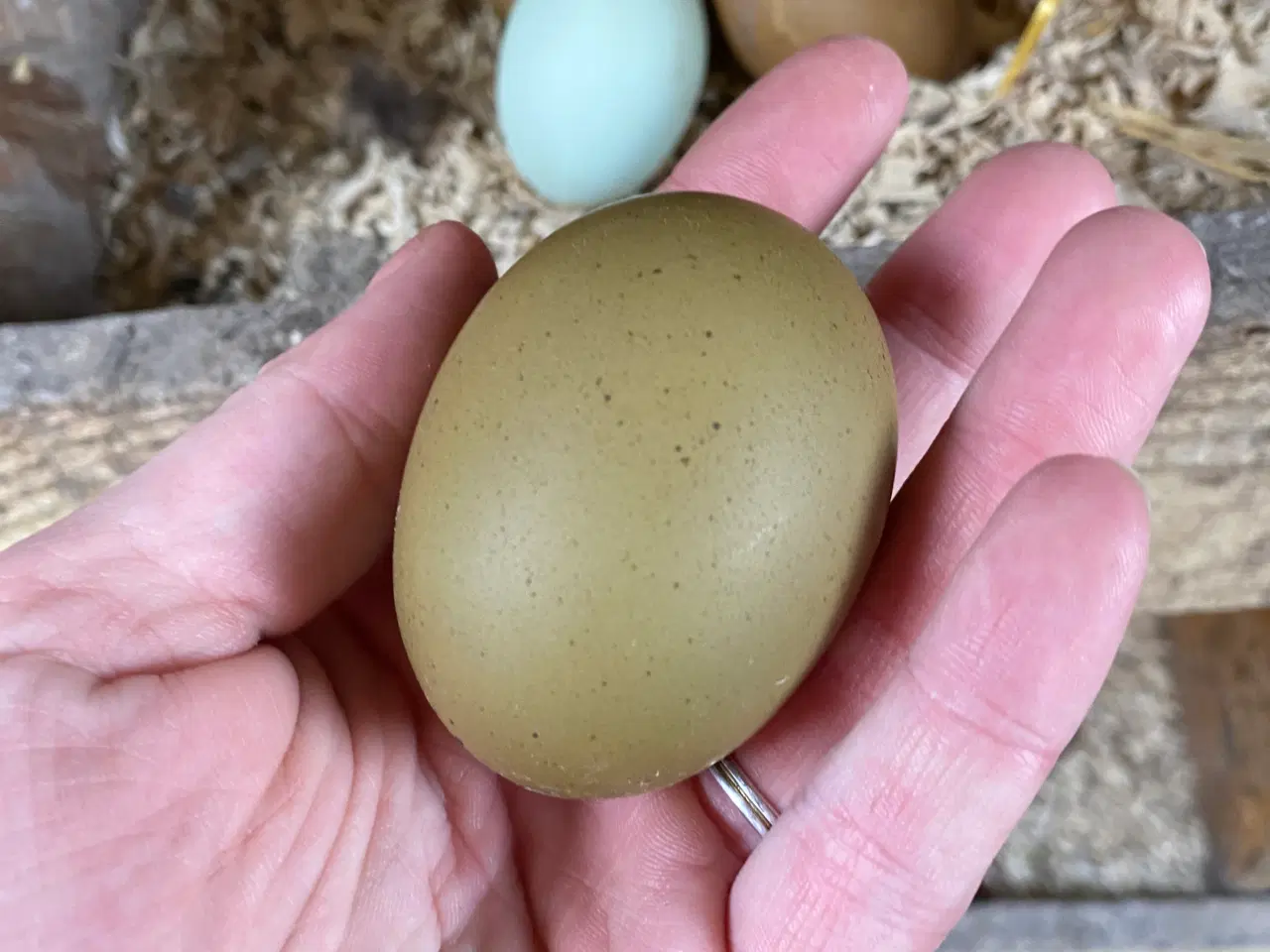 Billede 4 - Rugeæg grønlægger og olivenlægger