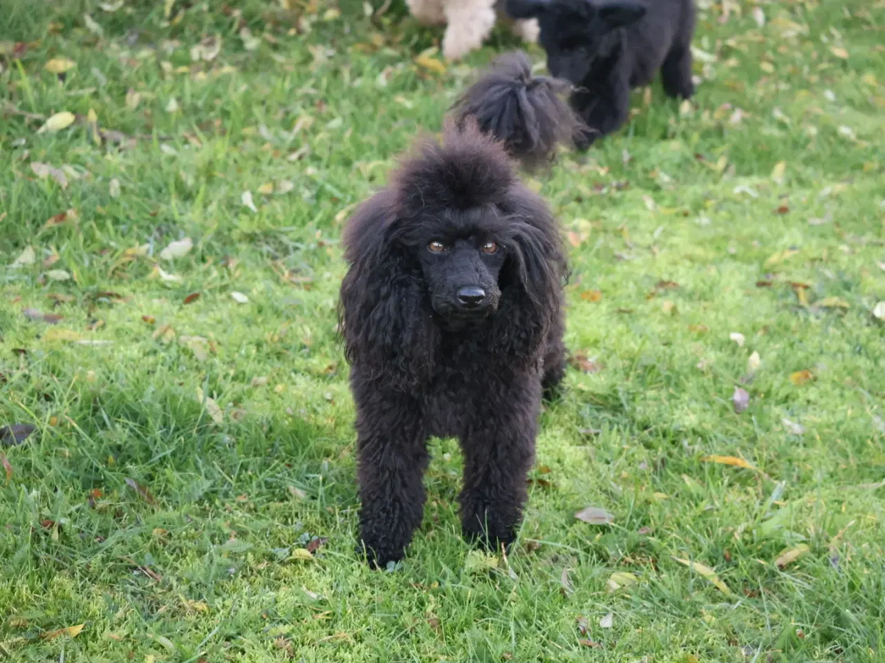 Billede 8 - Dværg- og Toypuddel – to fantastiske drenge