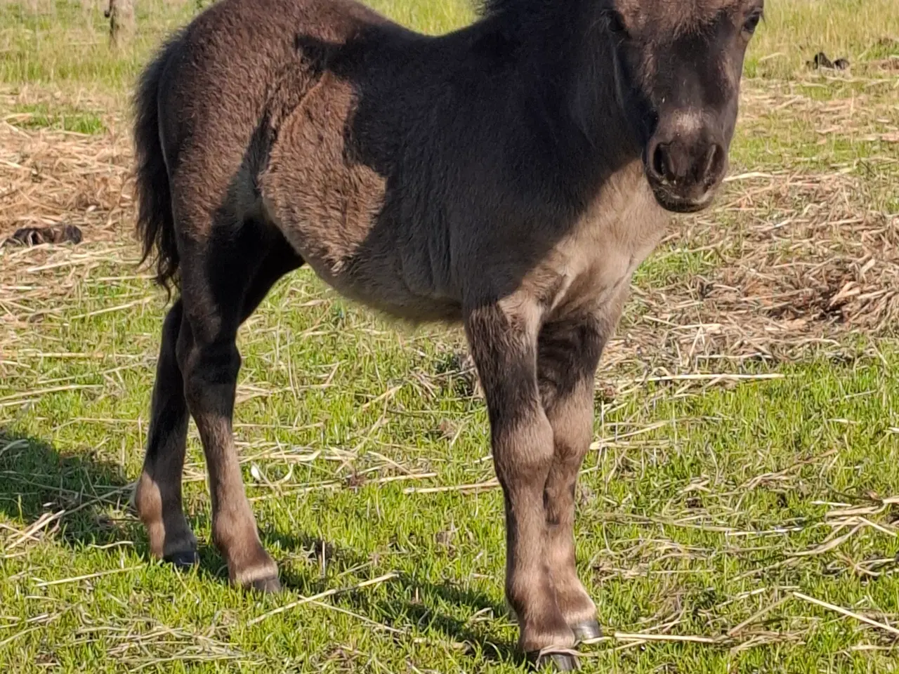 Billede 1 - Miniature hoppeføl