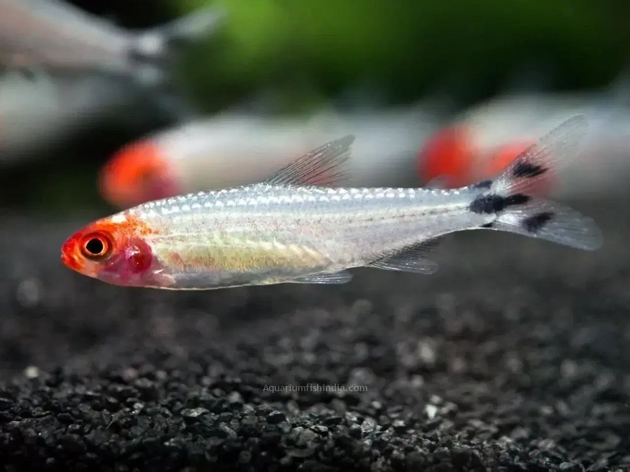 Billede 6 - Akvariefisk