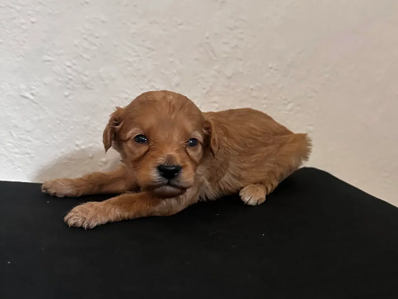 Billede 3 - Cavapoo