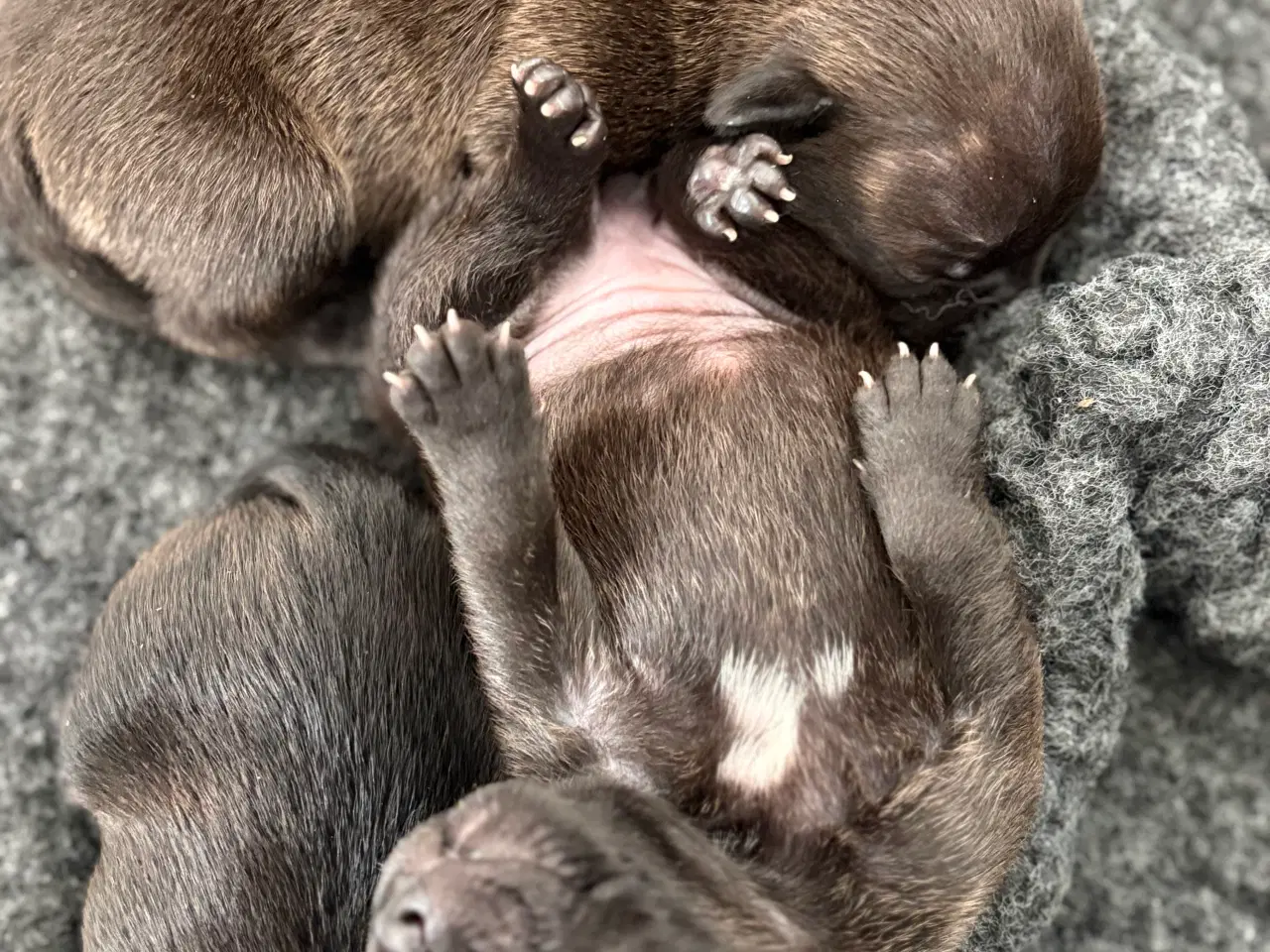 Billede 3 - Staffordshire Bullterrier med stamtavle