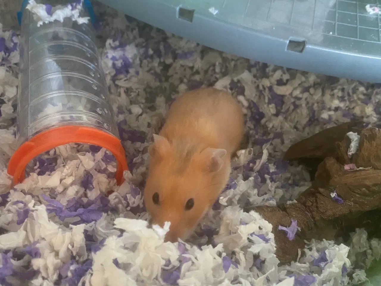 Billede 2 - Guldhamster til salg