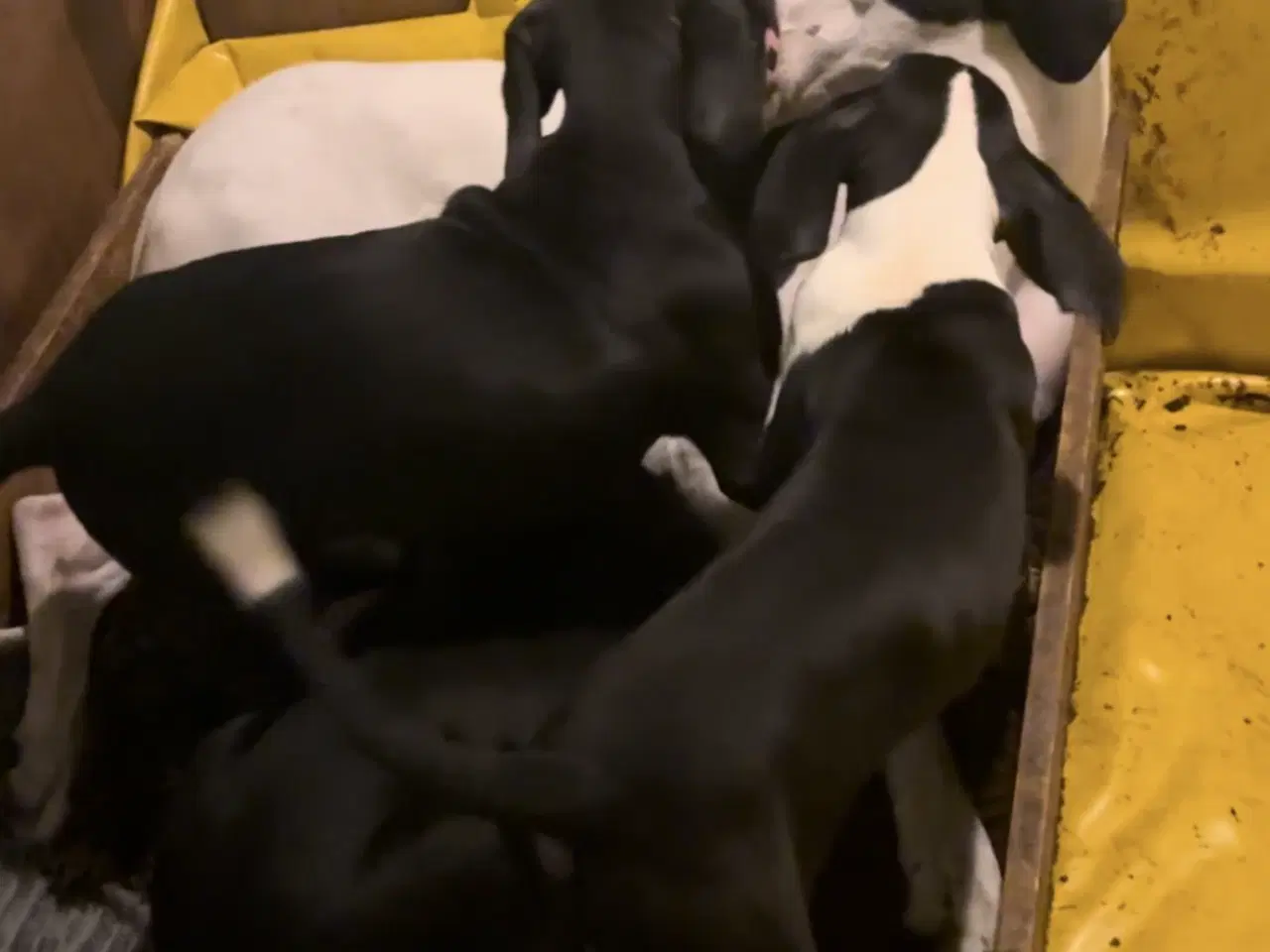 Billede 18 - Grand Danois hvalpe