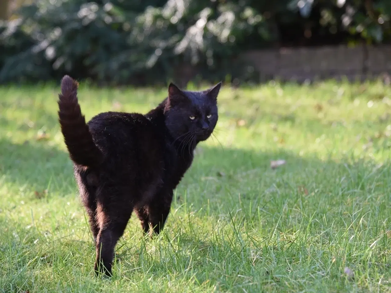 Billede 4 - British Bombay male cat