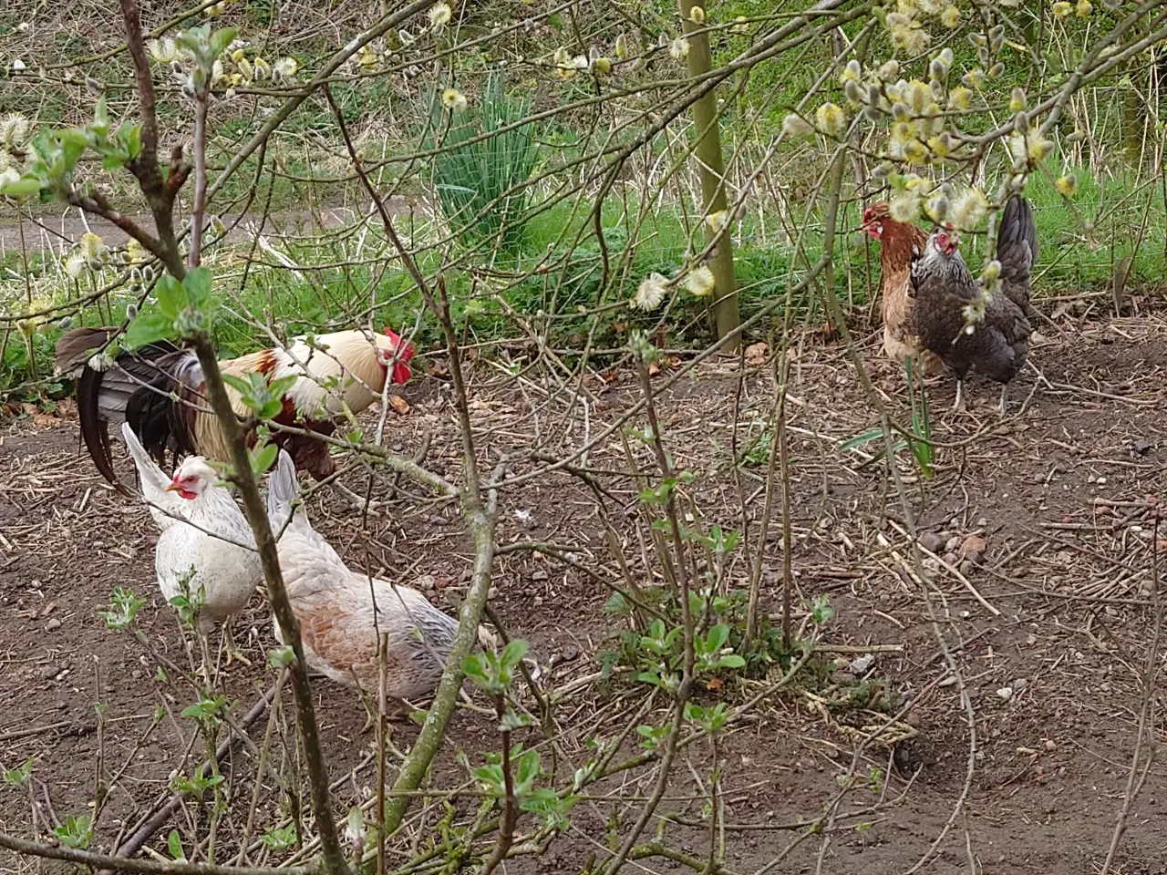 Billede 4 - Daggamle kyllinger af islandske landnámshøns