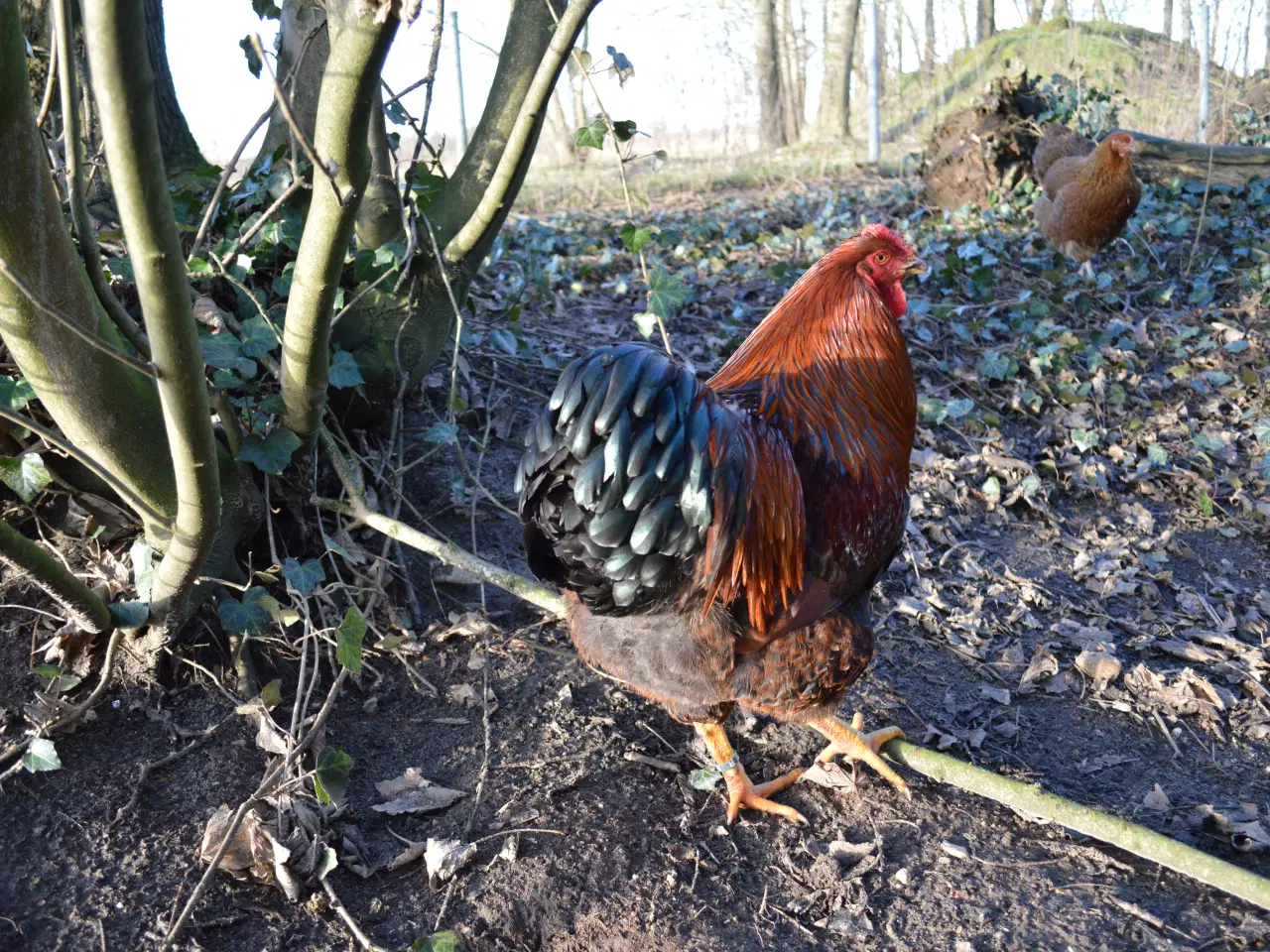 Billede 18 - høns avlstamm store Wyandotter guld-sortbåndet