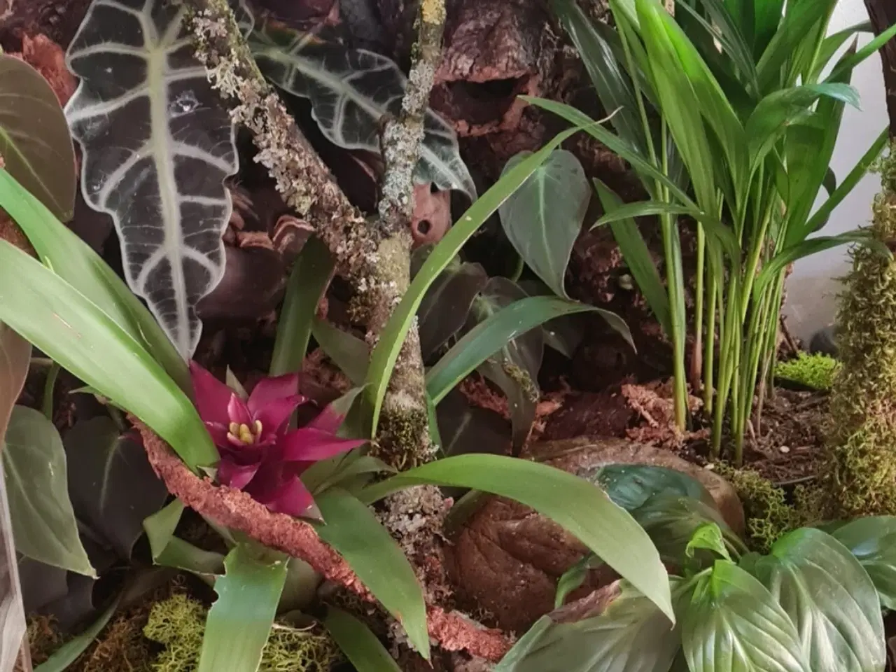 Billede 3 - Kronegekko med terrarie
