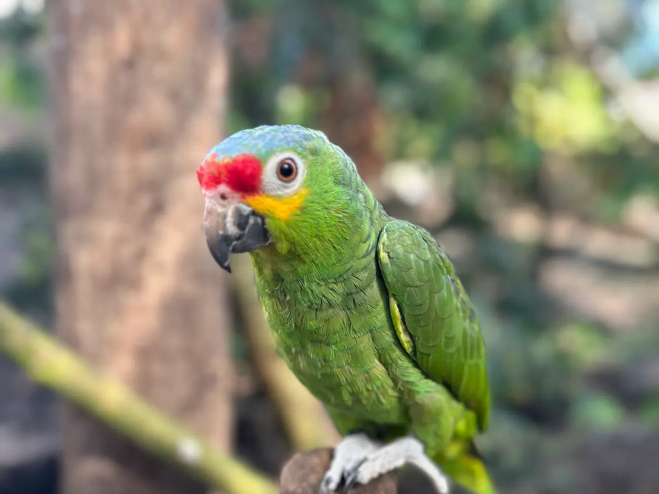 Billede 3 - 1.1 gulkindet amazone