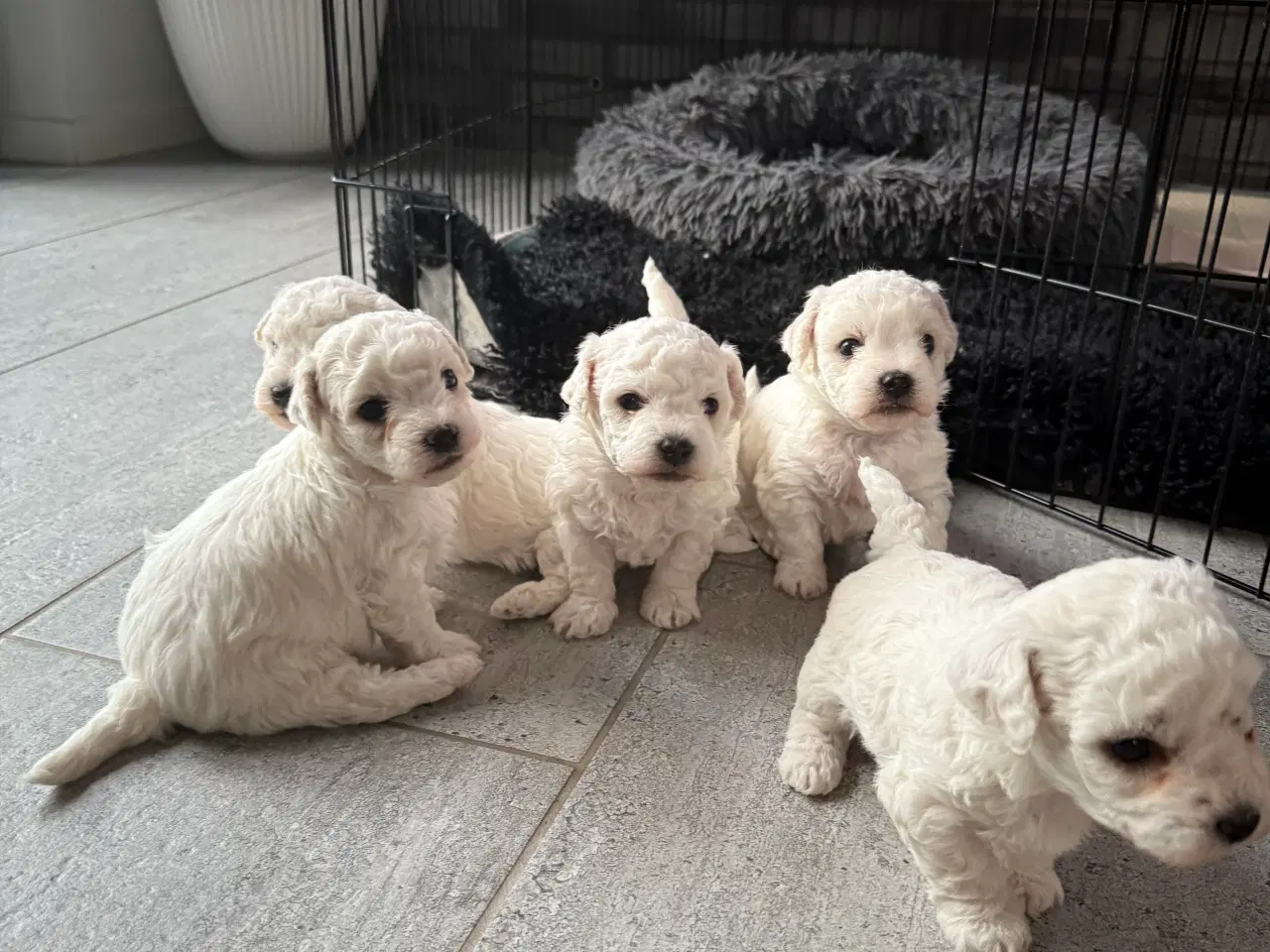 Billede 5 - Bichon Frisé hvalpe