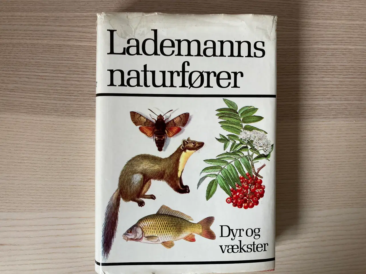 Billede 1 - Lademanns naturfører - Dyr og vækster