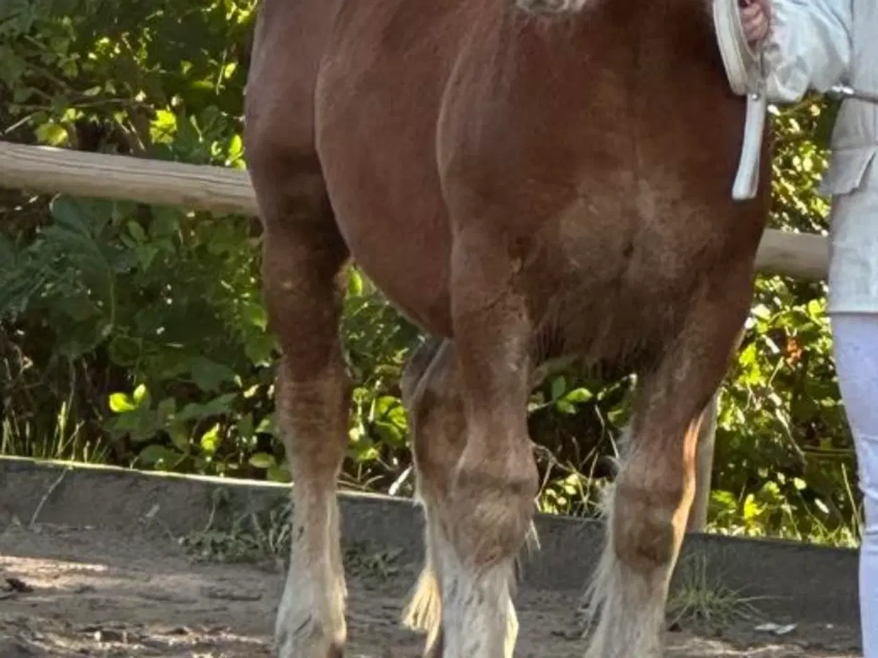 Billede 1 - Jydsk hest- hingstføl. 