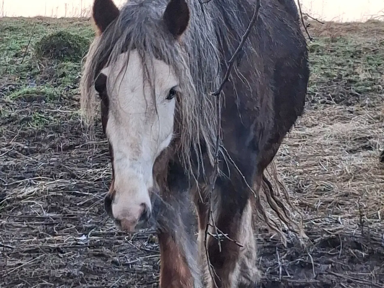 Billede 4 - Super skøn og velgående vallak