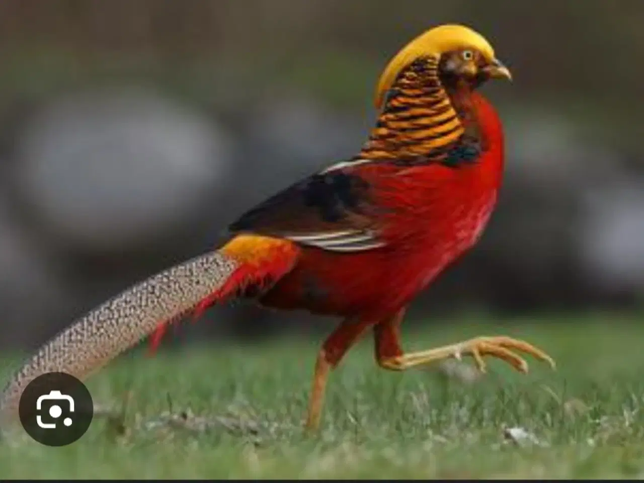 Billede 1 - Guldfasaner 