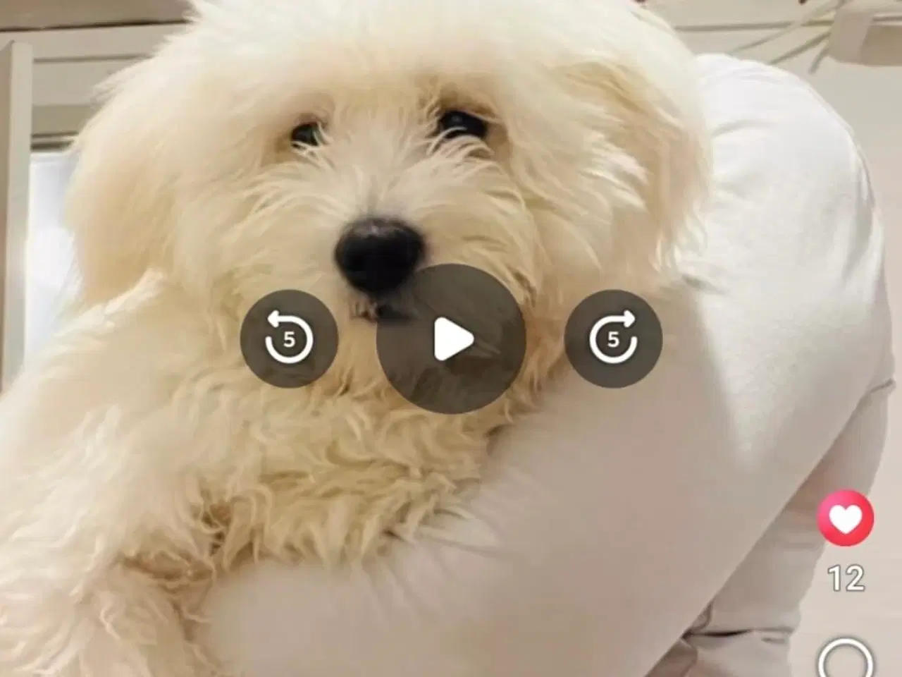 Billede 1 - 🐶 Bichon Malteser – han – 10 måneder 🐶