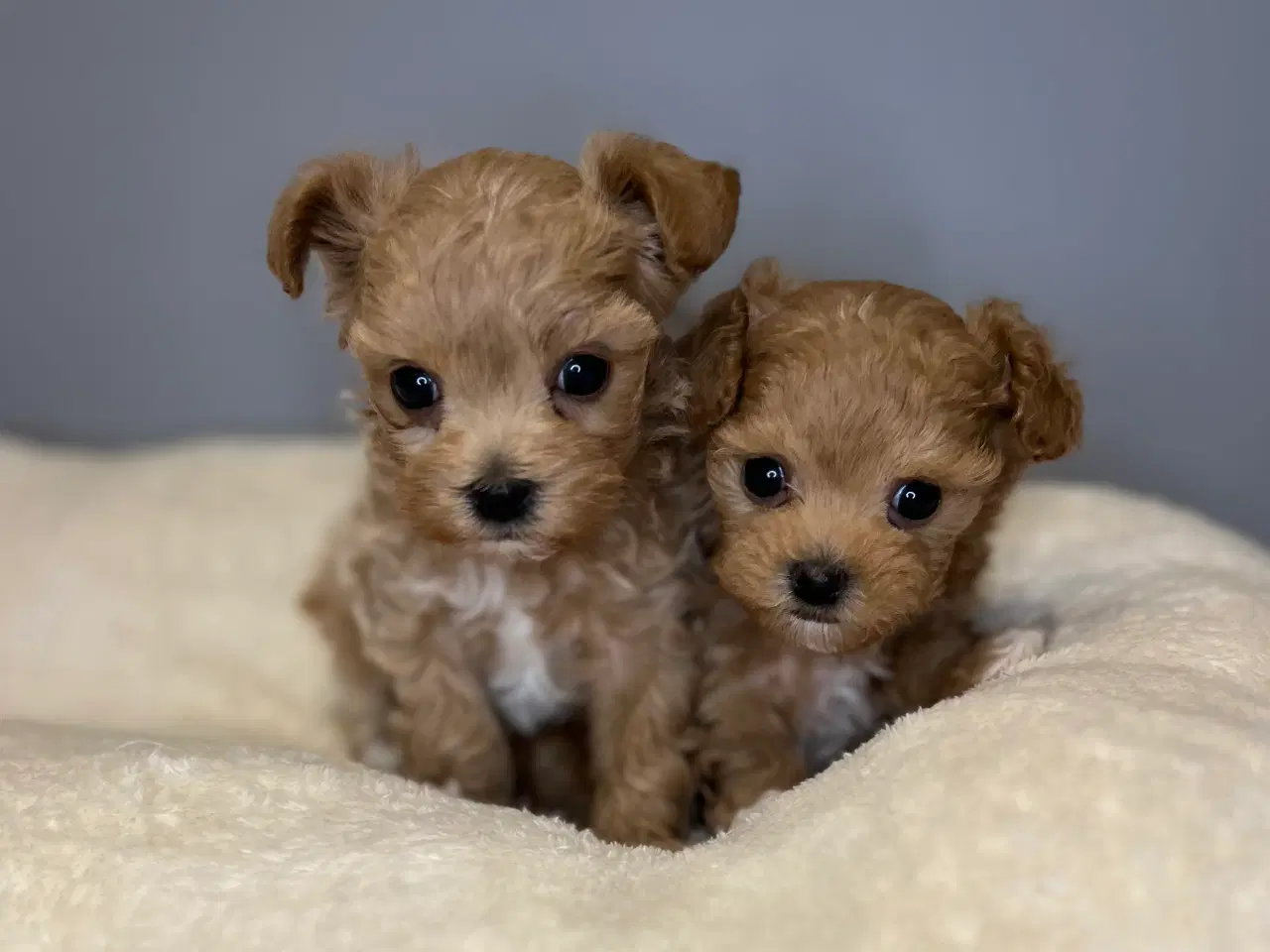 Billede 1 - Mini Maltipoo dreng