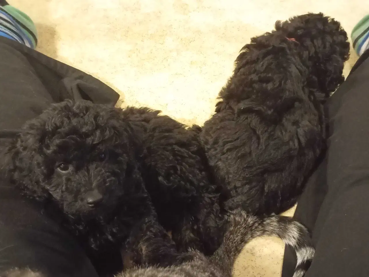 Billede 4 - F1b cockerpoo tæver 